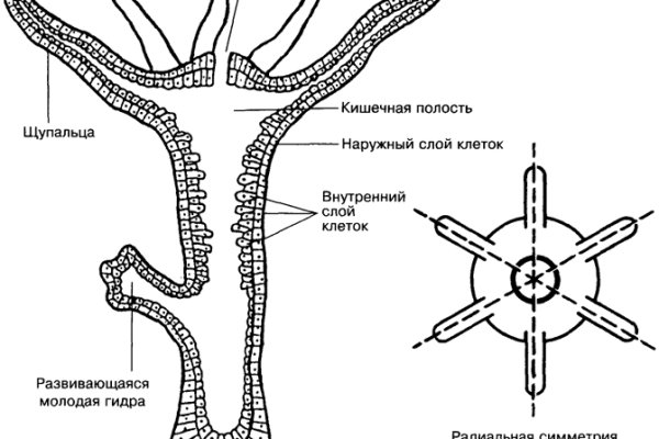 Кракен онион ссылка на тор